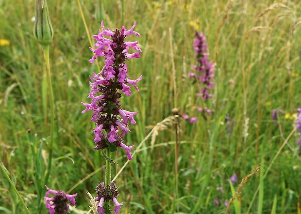 betonika lekárska Betonica officinalis L.