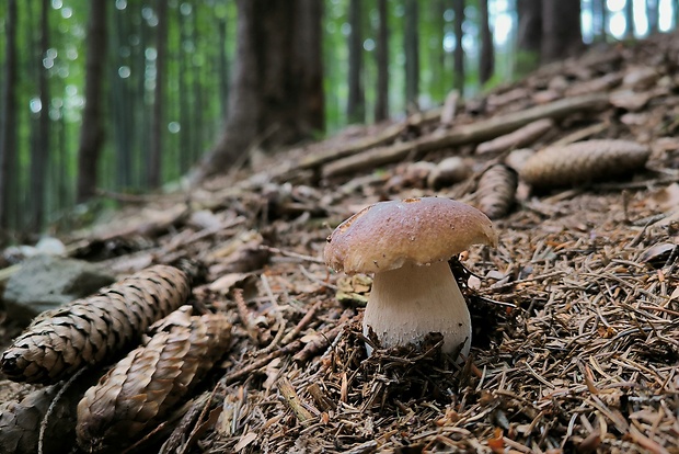 hríb smrekový Boletus edulis Bull.