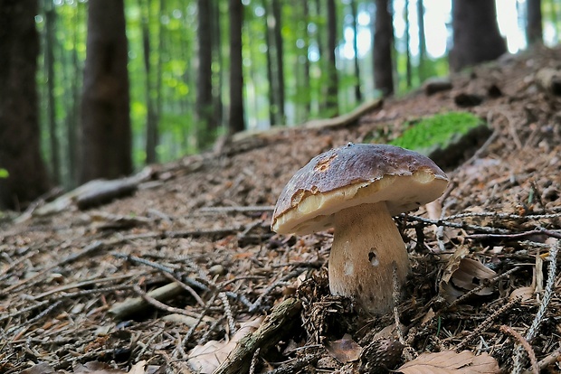 hríb smrekový Boletus edulis Bull.