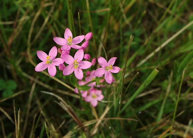 zemežlč menšia Centaurium erythraea Rafn