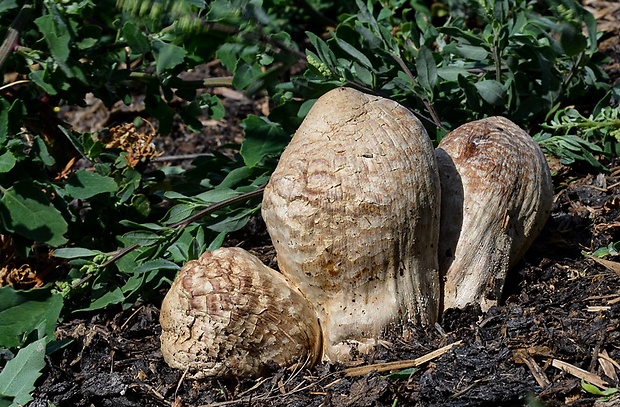 strieška bedľovitá Chlorophyllum agaricoides (Czern.) Vellinga