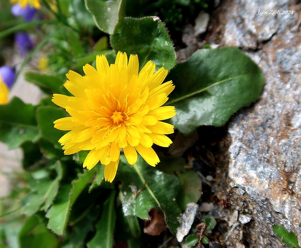 škarda Crepis rhaetica Hegetschw.