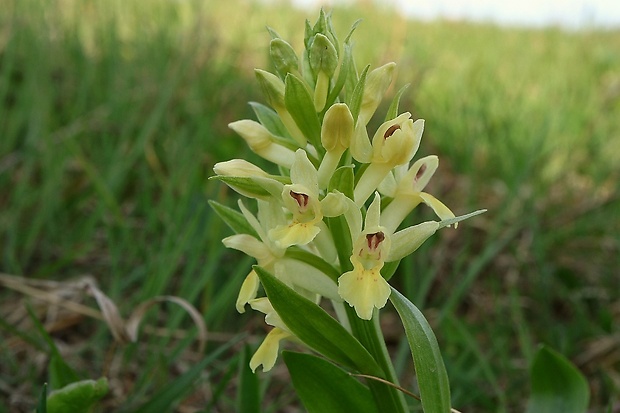 vstavačovec bazový Dactylorhiza sambucina (L.) Soó