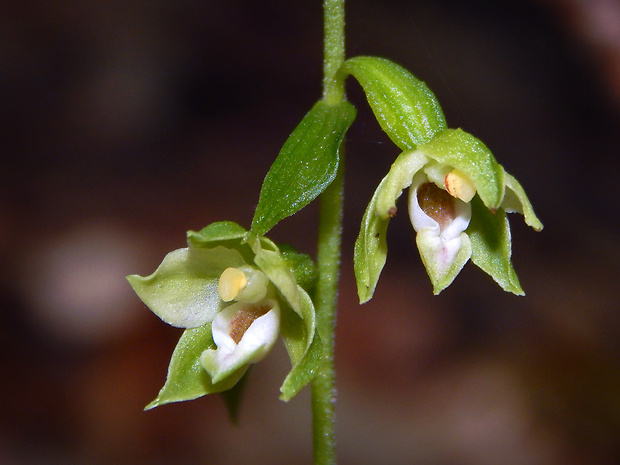 kruštík neskorý Epipactis albensis Nováková & Rydlo