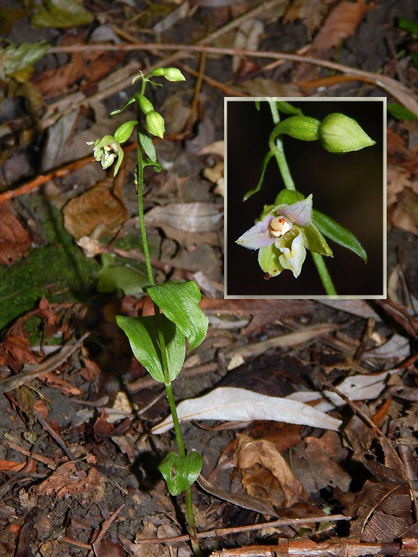 kruštík Epipactis moravica Batoušek