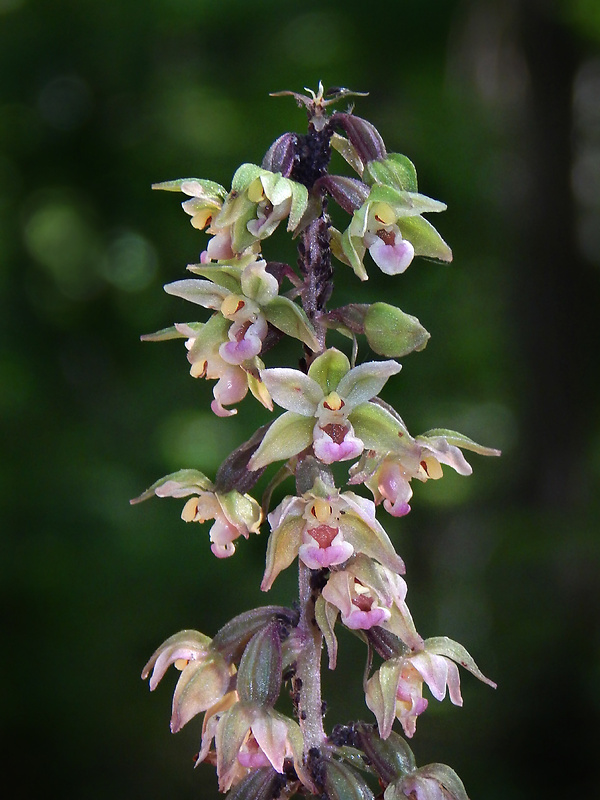 kruštík modrofialový Epipactis purpurata Sm.