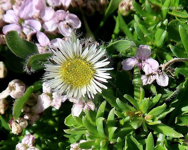 turica alpínska Erigeron alpinus L.