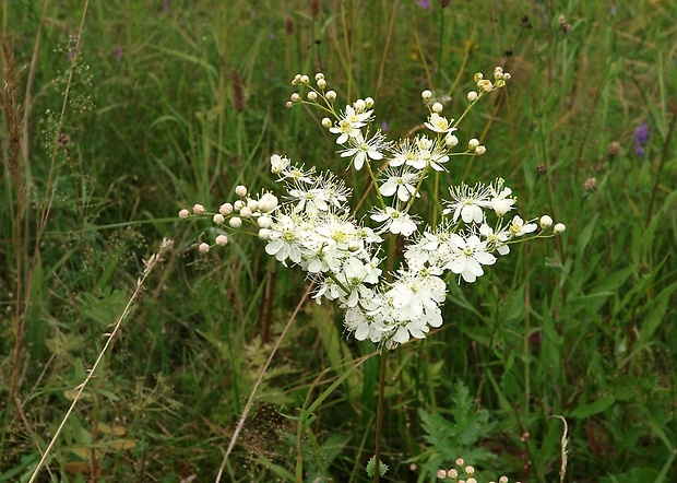 túžobník obyčajný Filipendula vulgaris Moench