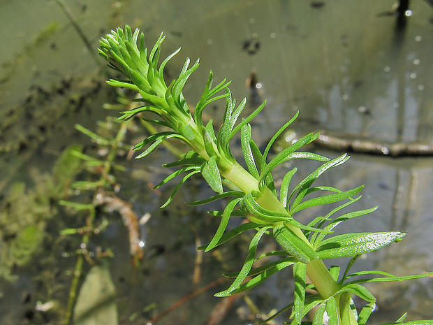 truskavec obyčajný Hippuris vulgaris L.