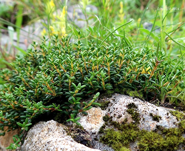 skalienka ležatá Loiseleuria procumbens (L.) Desv.