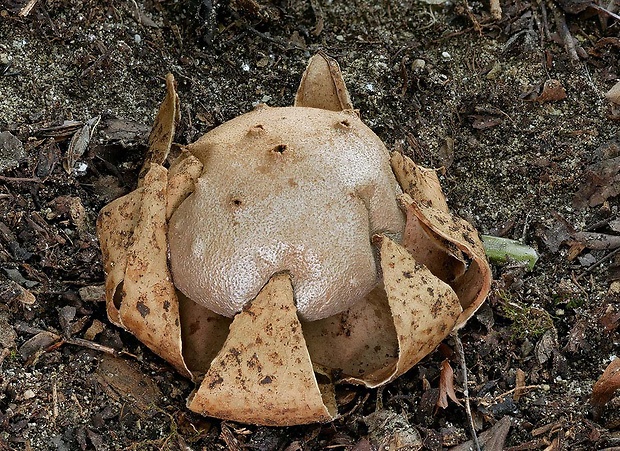 mnohokrčka dierkovaná Myriostoma coliforme (Dicks.) Corda