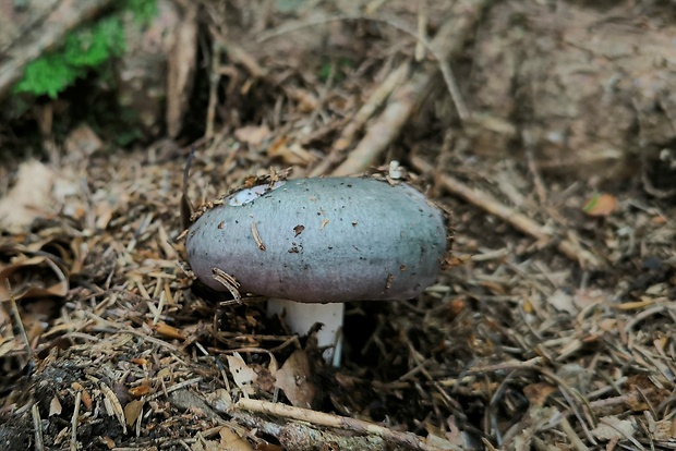 plávka modrastá Russula cyanoxantha (Schaeff.) Fr.