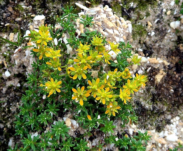 lomikameň vždyzelený Saxifraga aizoides L.