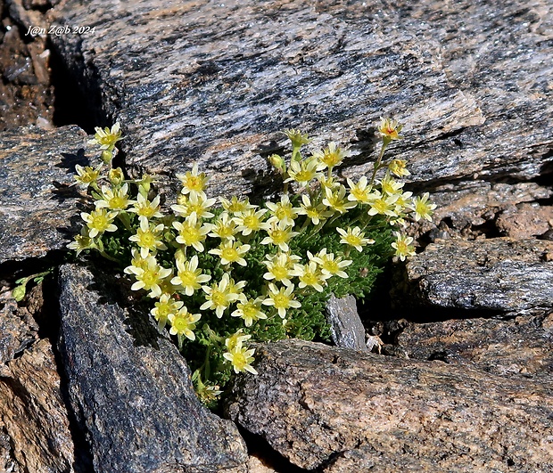 lomikameň pižmový Saxifraga moschata Wulfen