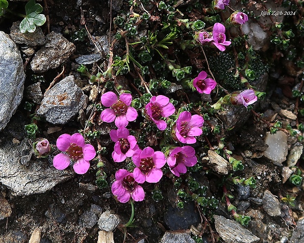 lomikameň protistojnolistý Saxifraga oppositifolia L.