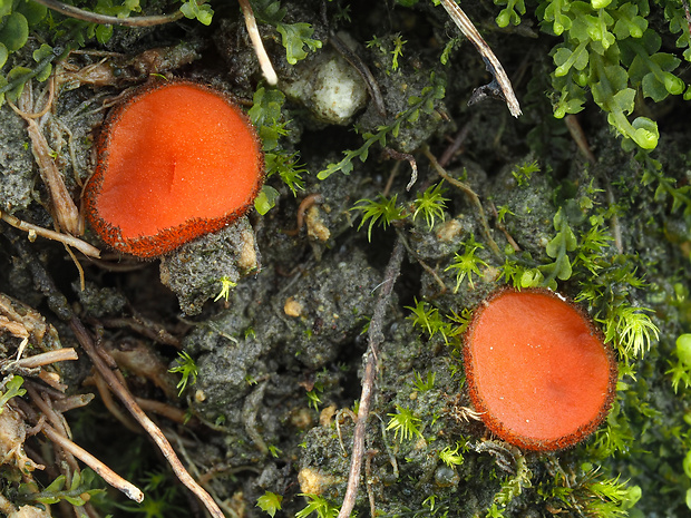 štítovnička Scutellinia citrina (Massee & Crossl.) Y.J. Yao & Spooner