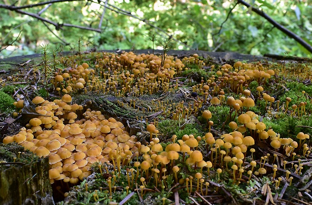 tanečnička zvončekovitá Xeromphalina campanella (Batsch) Maire