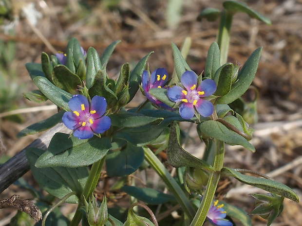 drchnička roľná Anagallis arvensis L.