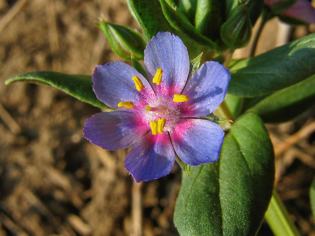 drchnička roľná Anagallis arvensis L.