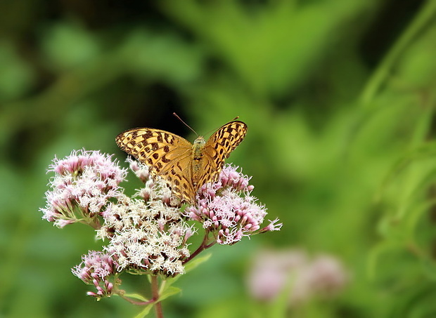 perlovec striebristopásavý Argynnis paphia