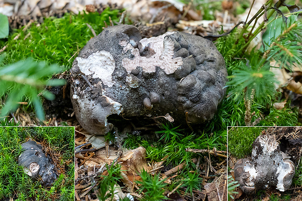 hrboľnačka černastá Boletopsis leucomelaena (Pers.) Fayod