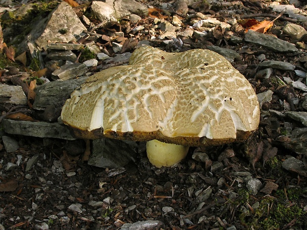 hríb horký Caloboletus radicans (Pers.) Vizzini