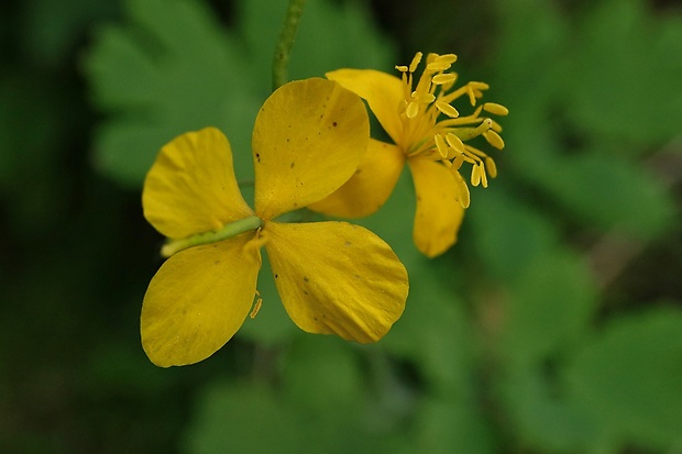 lastovičník väčší Chelidonium majus L.