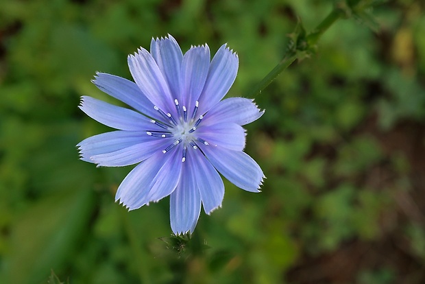 čakanka obyčajná Cichorium intybus L.