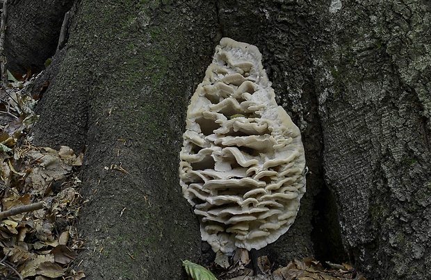 zubček severský Climacodon septentrionalis (Fr.) P. Karst.