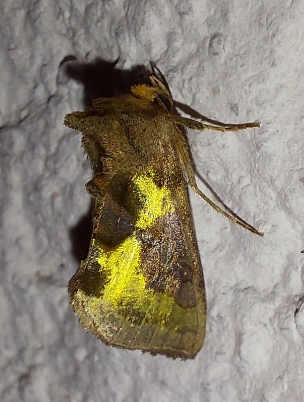 mora Tuttova Diachrysia stenochrysis