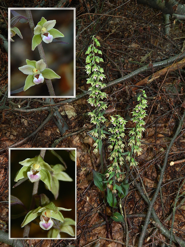 kruštík modrofialový Epipactis purpurata Sm.