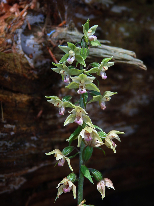 kruštík modrofialový Epipactis purpurata Sm.