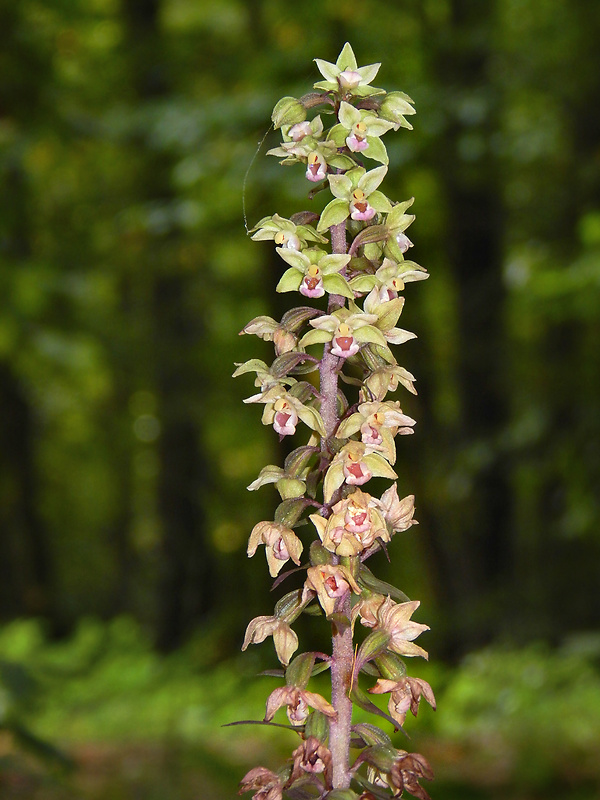 kruštík modrofialový Epipactis purpurata Sm.