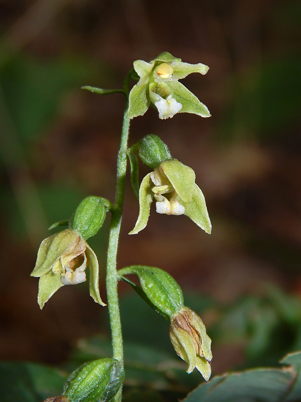 kruštík tallošov Epipactis tallosii Molnár et Robatsch