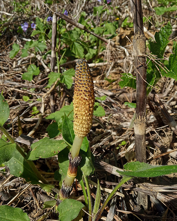 praslička najväčšia Equisetum telmateia Ehrh.