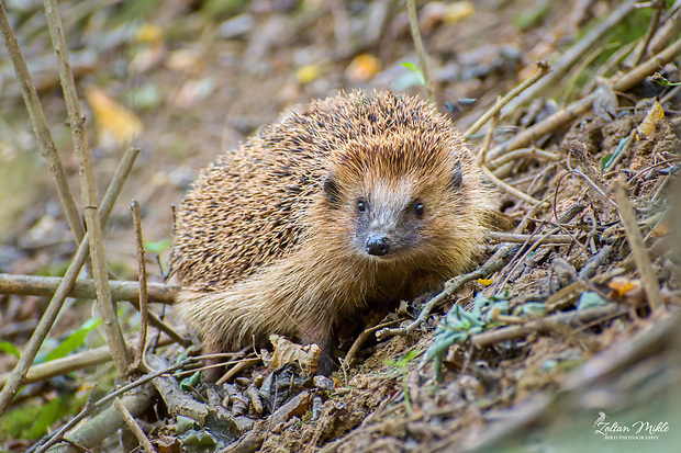 jež tmavý Erinaceus europaeus