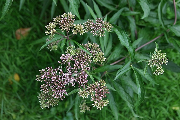 konopáč obyčajný Eupatorium cannabinum L.