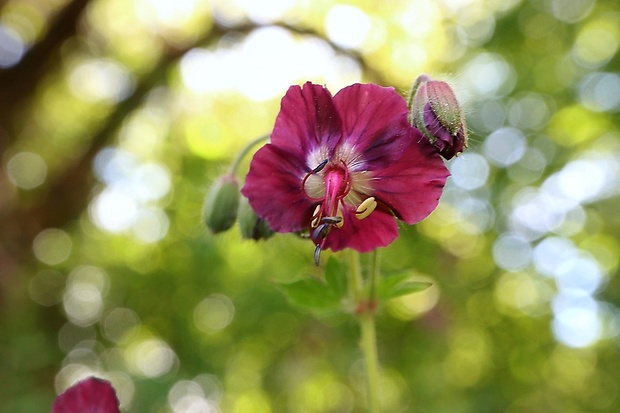 pakost hnedočervený Geranium phaeum L.