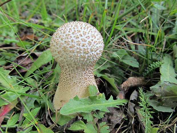 rozpadavec stopkatý Lycoperdon excipuliforme (Scop.) Pers.