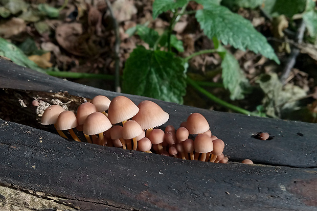 prilbička žltohlúbiková Mycena renati Quél.