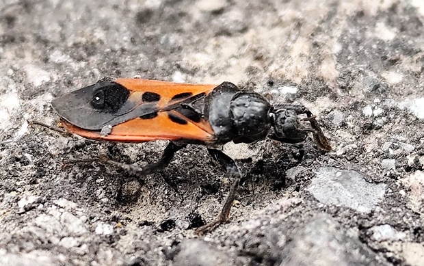 zákernica Peirates hybridus