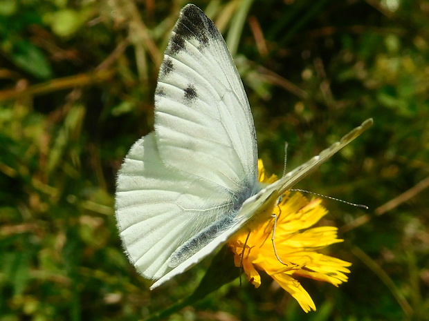 mlynárik repkpvý Pieris napi (Linnaeus, 1758)