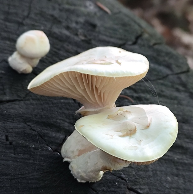 hliva dubová? Pleurotus dryinus (Pers.) P. Kumm.