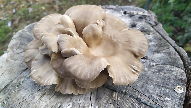 hliva ustricovitá Pleurotus ostreatus (Jacq.) P. Kumm.