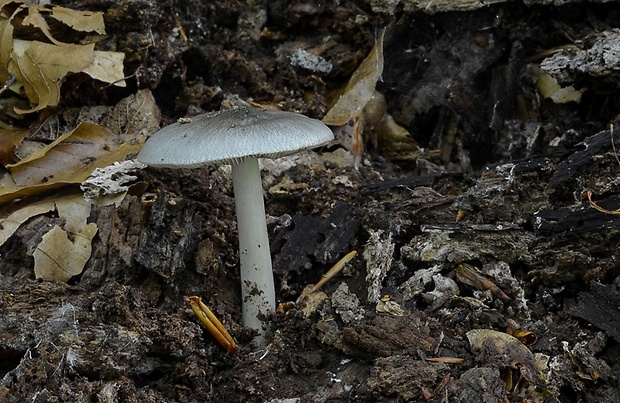 štítovka Pluteus sp.