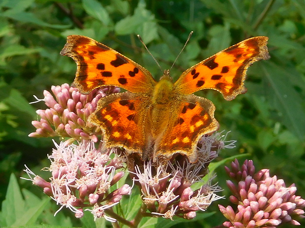 babôčka zubatokrídla Polygonia c-album