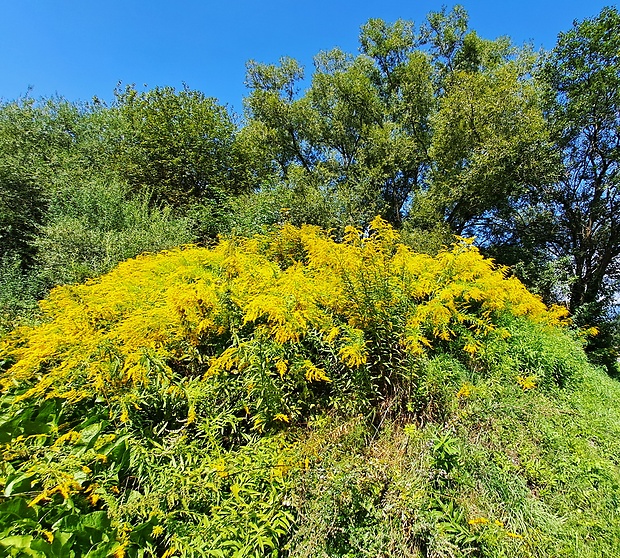 zlatobyľ kanadská Solidago canadensis L.