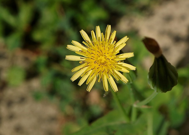 mlieč zelinný Sonchus oleraceus L.