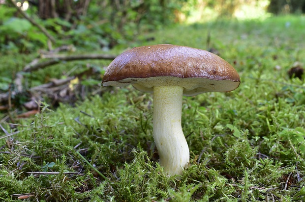 masliak Suillus sp.