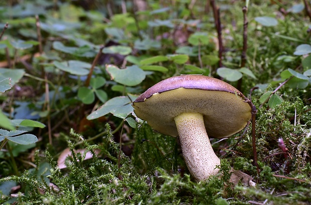 masliak Suillus sp.